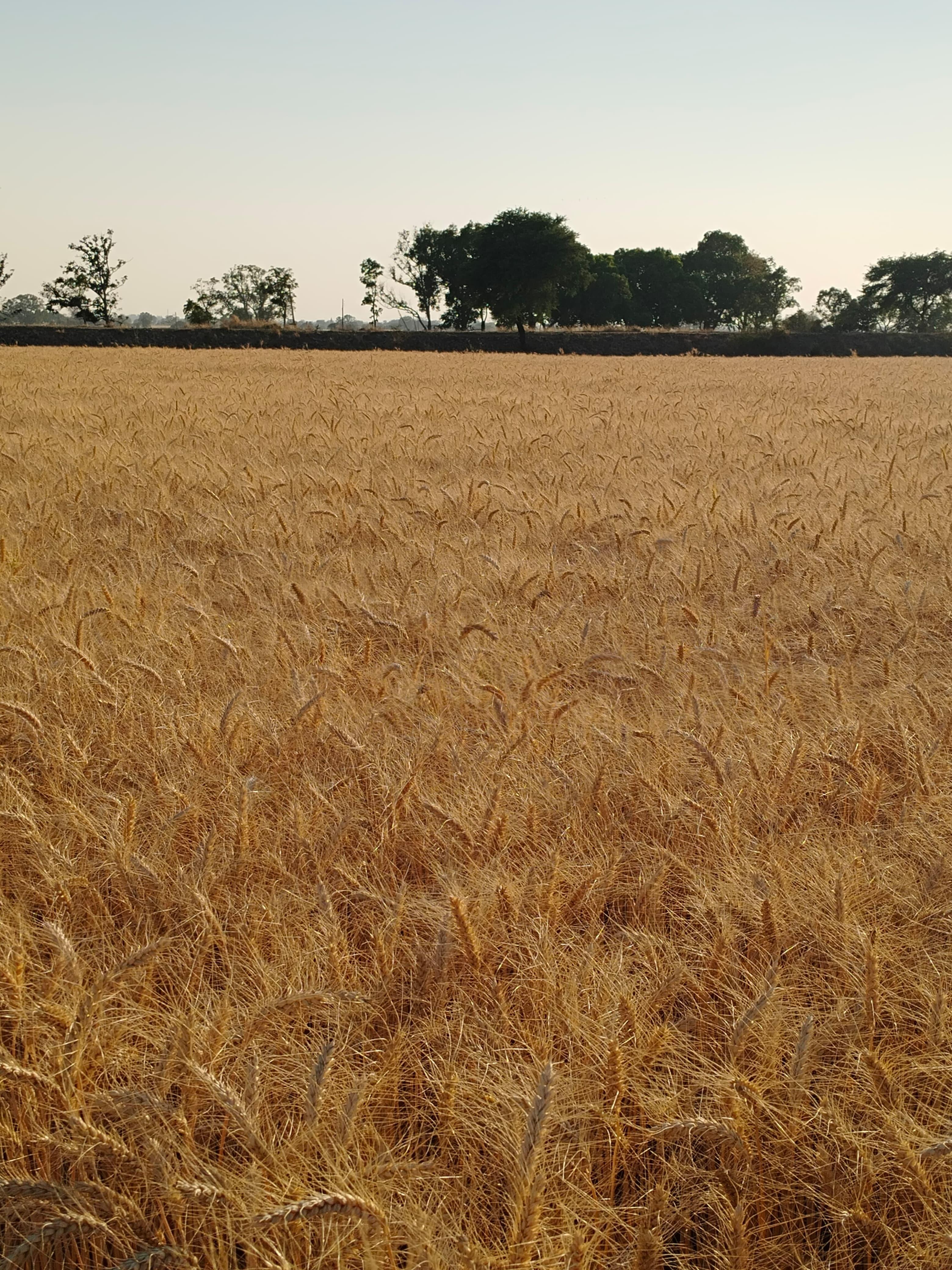 Farmer Field Visit