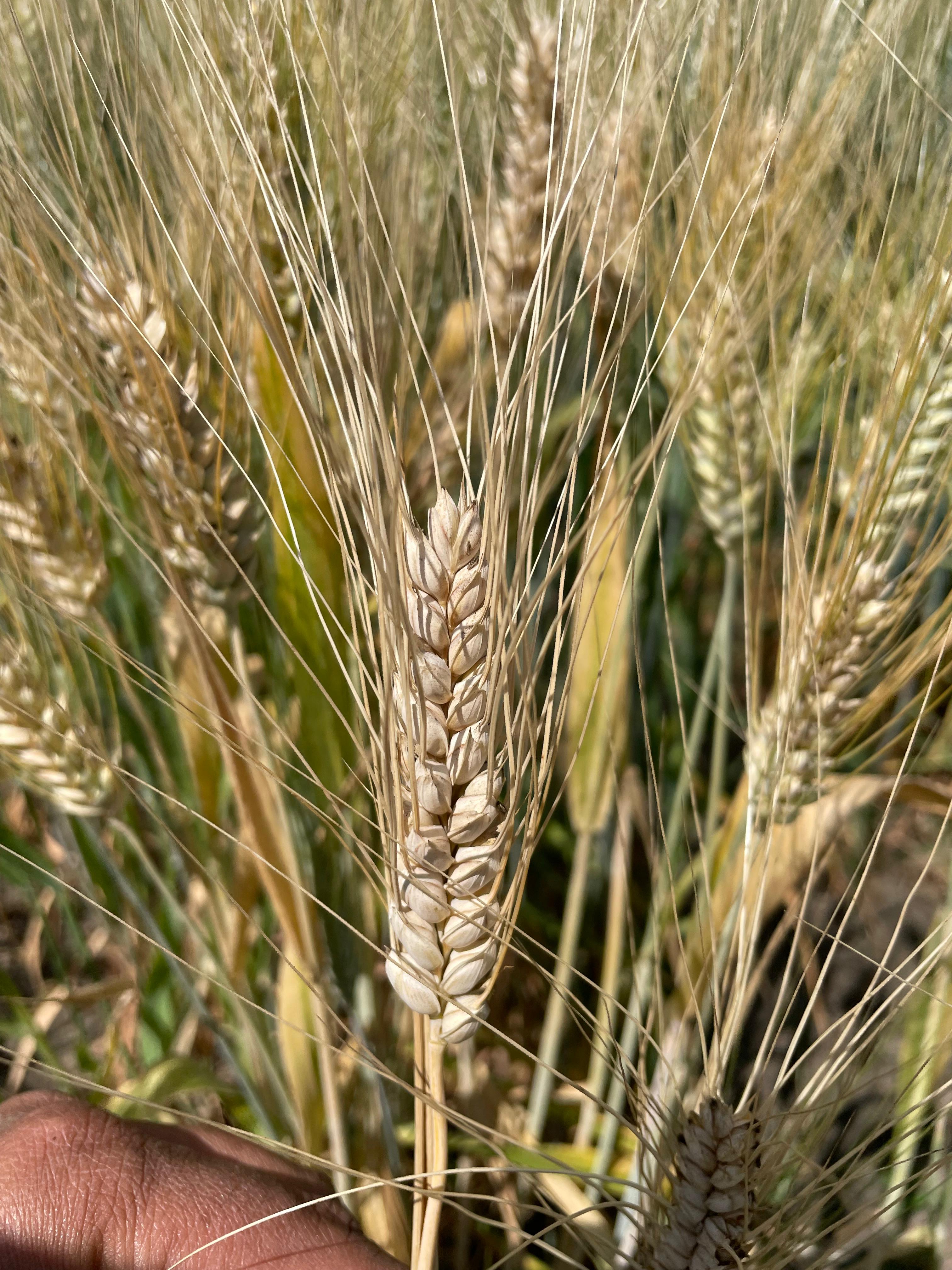 Farmer community