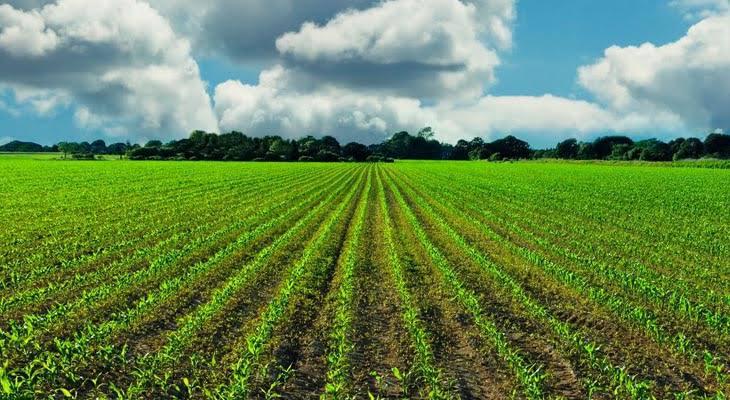 Farmer Field Visit