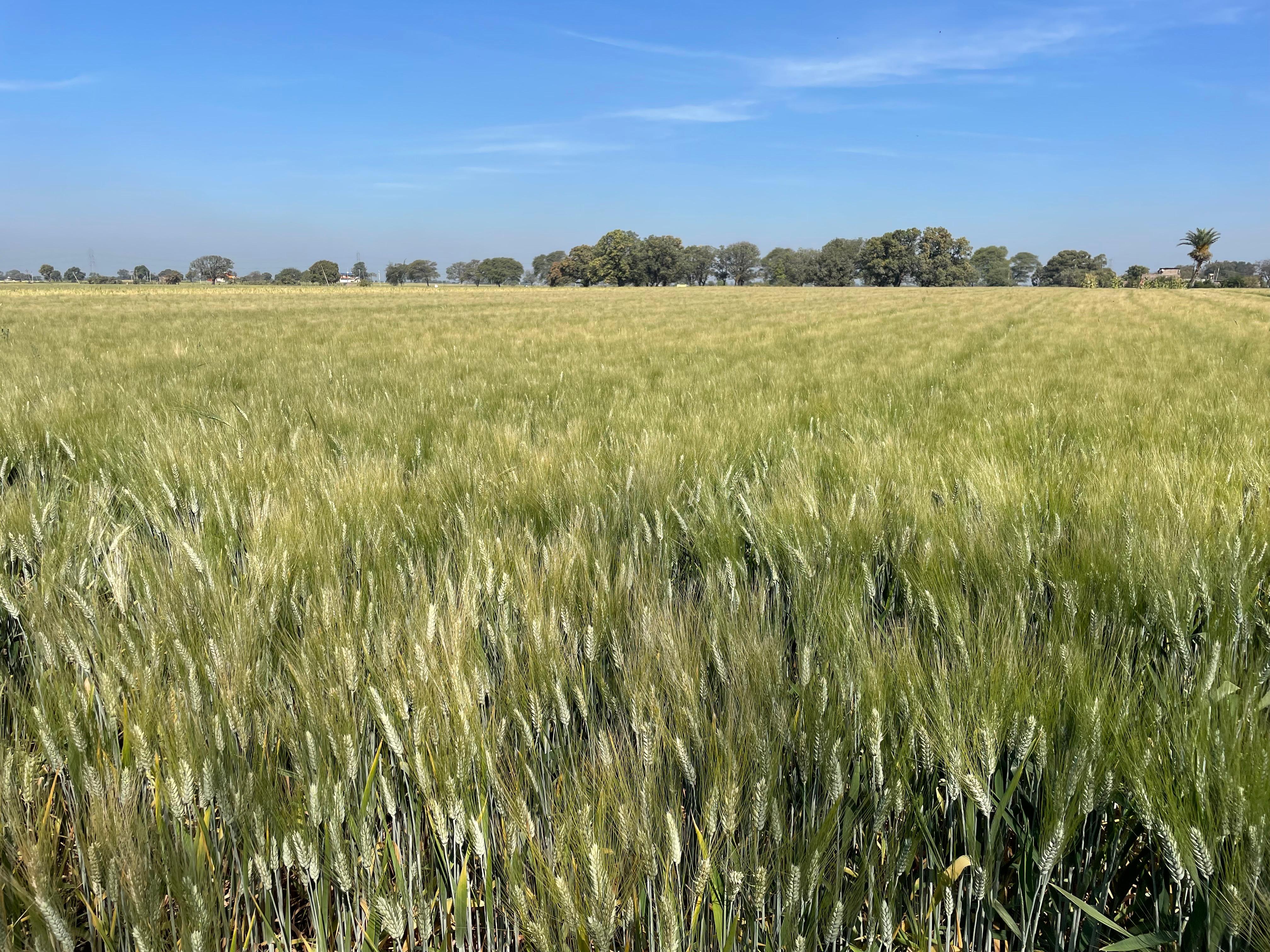 Farmer Field Visit