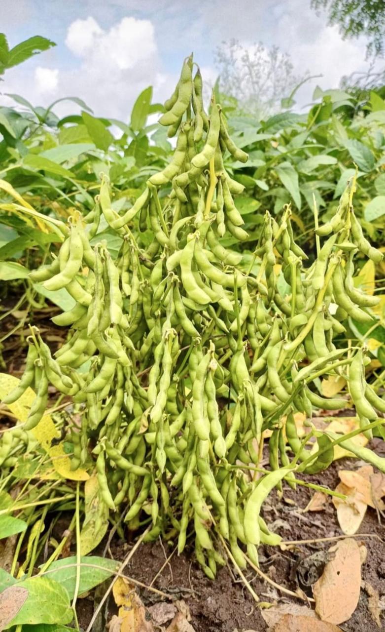 Farmer Field Visit
