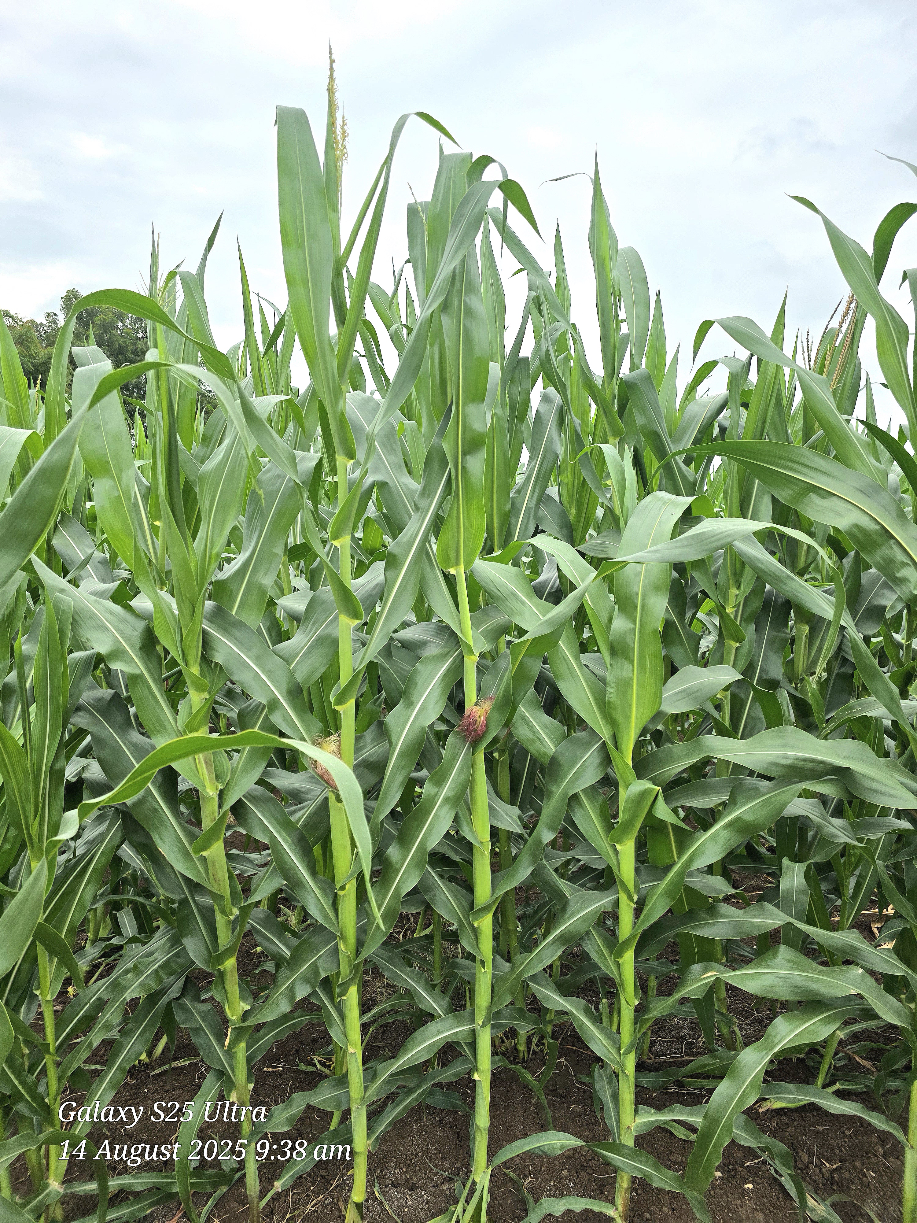 Maize Research