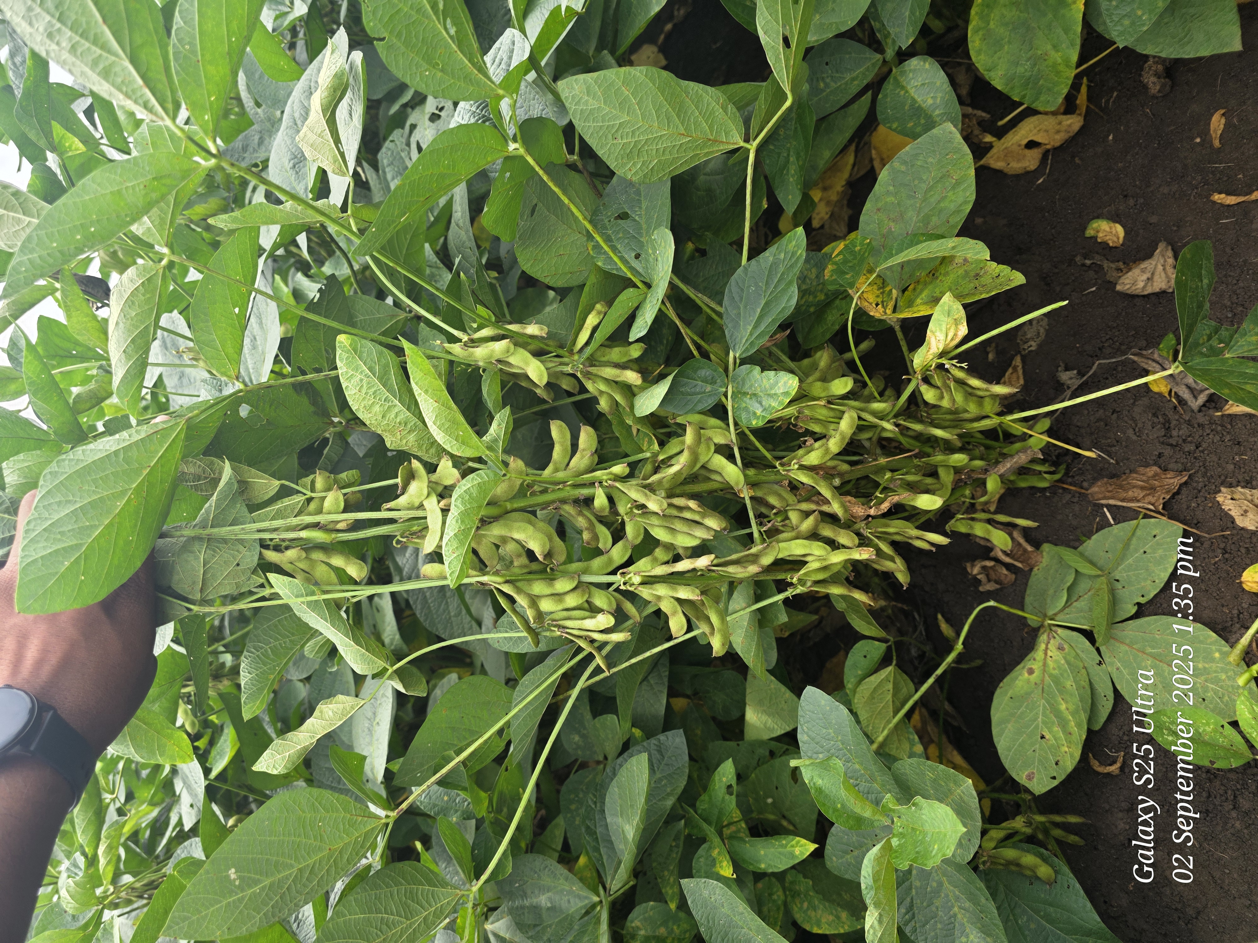 Soybean Research