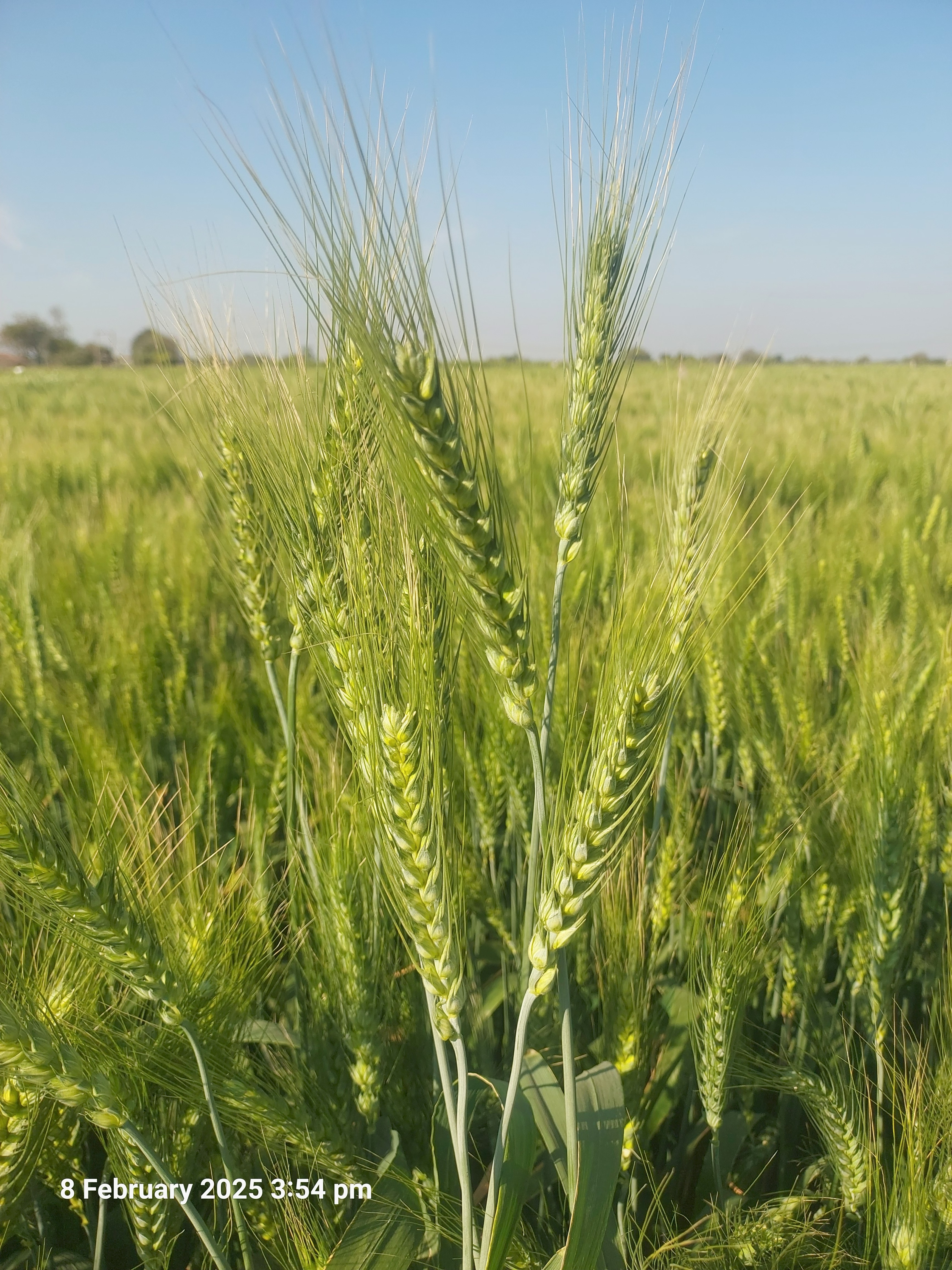 Wheat Research